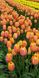 Тюльпан Dordogne 2шт., 12/+ простой поздний, жовто-помаранчевий, 2 шт, Розово-желтый