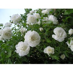 Роза плетистая белая Family White, белый, 1 шт