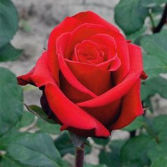 Роза чайно-гибридная красная Solo Red