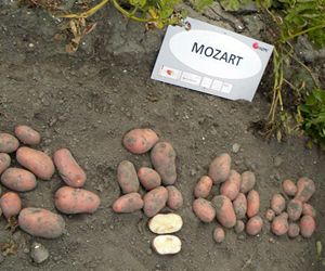 Картофель Моцарт (Фасовка: 5 кг; Цвет: красный)