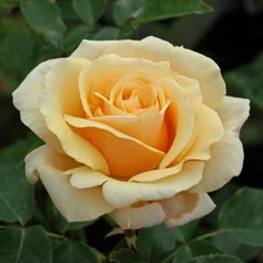 Роза чайно-гибридная Даймонд Джубили, 1 шт