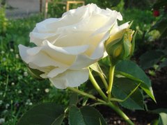 Роза чайно-гибридная Шопен (Фасовка: 1 шт.)