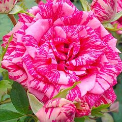 Троянда чайно-гібридна Пінк Інтуїшн (Фасовка: 1 шт.)