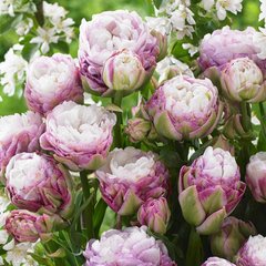 Тюльпан Peggy Wonder 2шт., 11/+ полный многоцветковый, бело-розовый, 2 шт, бежево-белый с кремово-фиолетовым оттенком